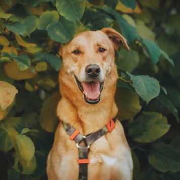 Собаки в добрые руки - Банни - 2