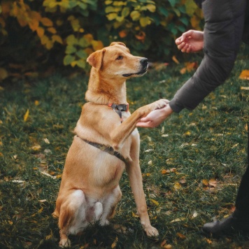 Собаки в добрые руки - Банни