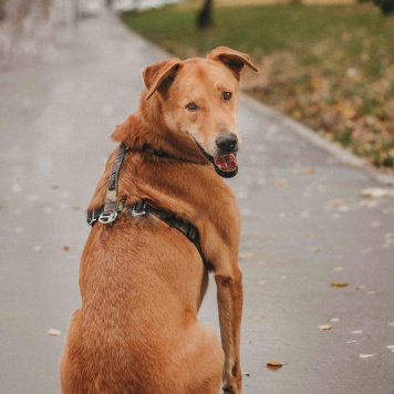 Собаки в добрые руки - Банни - 1