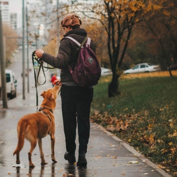 Собаки в добрые руки - Банни - 2