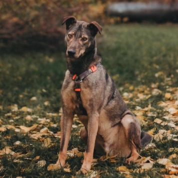 Собаки в добрые руки - Джобся