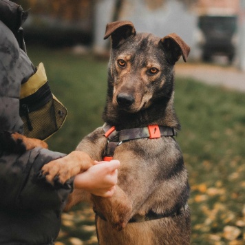 Собаки в добрые руки - Джобся - 1