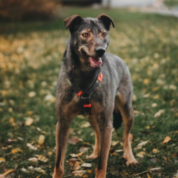 Собаки в добрые руки - Джобся - 2