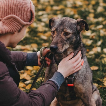 Собаки в добрые руки - Джобся - 3