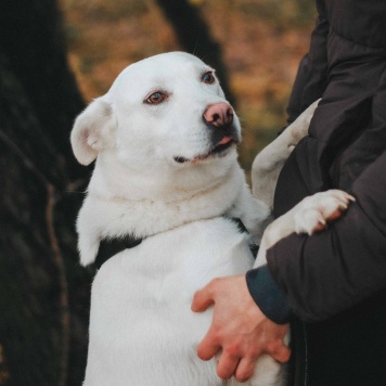 Собаки в добрые руки - Есения