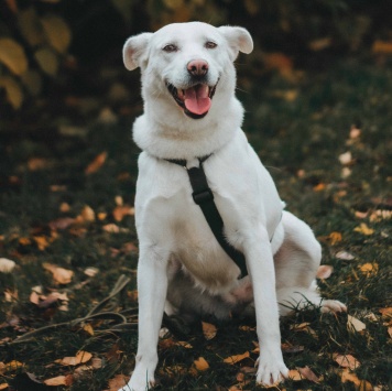 Собаки в добрые руки - Есения - 1