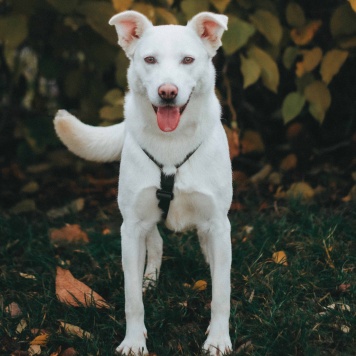 Собаки в добрые руки - Есения - 2