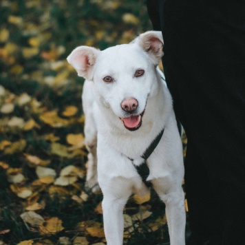 Собаки в добрые руки - Есения