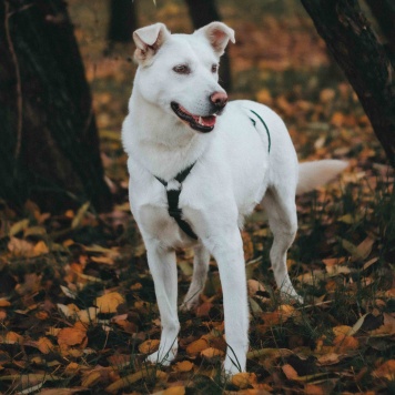 Собаки в добрые руки - Есения - 1