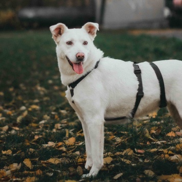 Собаки в добрые руки - Есения - 2