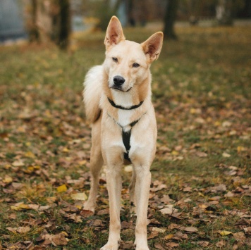 Собаки в добрые руки - Лунтик