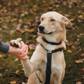 Собаки в добрые руки - Лунтик - 1