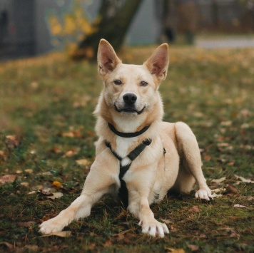 Собаки в добрые руки - Лунтик - 2