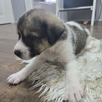 Собаки в добрые руки - Космос