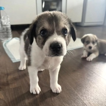 Собаки в добрые руки - Космос - 1