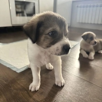 Собаки в добрые руки - Космос - 2