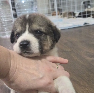 Собаки в добрые руки - Космос - 3