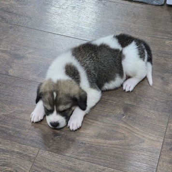 Собаки в добрые руки - Космос - 4