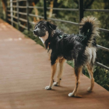 Собаки в добрые руки - Бакс