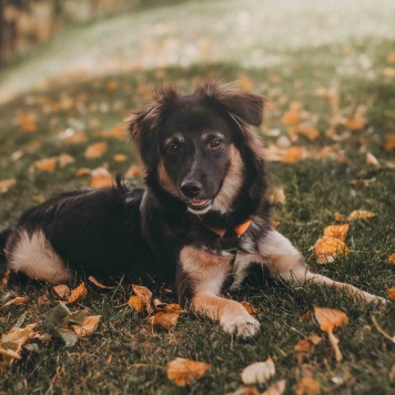 Собаки в добрые руки - Бакс - 1