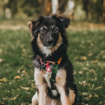 Собаки в добрые руки - Бакс - 2
