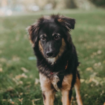 Собаки в добрые руки - Бакс - 3