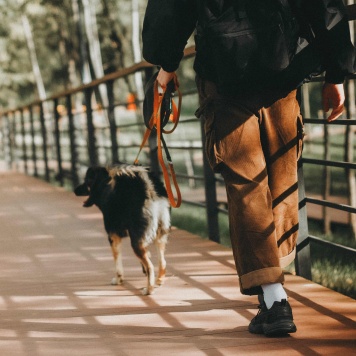 Собаки в добрые руки - Бакс - 4