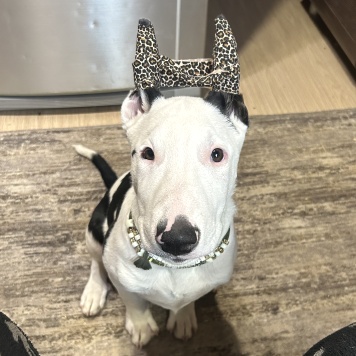 Декстер - Собаки в добрые руки