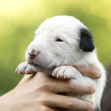 Собаки в добрые руки - Декстер - 1