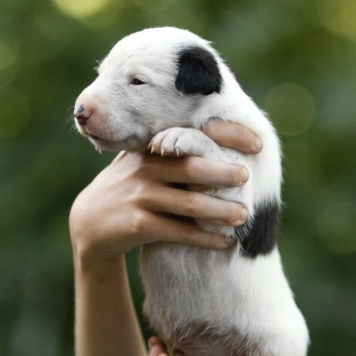 Собаки в добрые руки - Декстер - 2