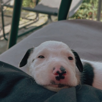 Собаки в добрые руки - Декстер - 3