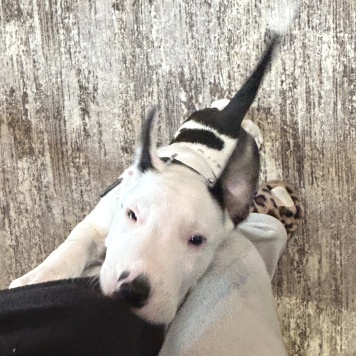 Собаки в добрые руки - Декстер - 4