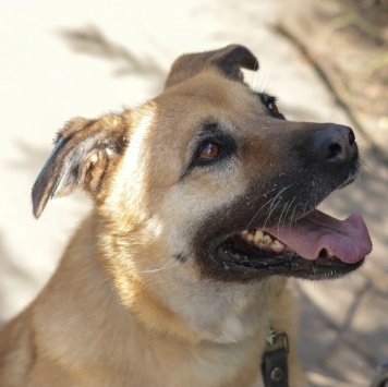 Собаки в добрые руки - Хана