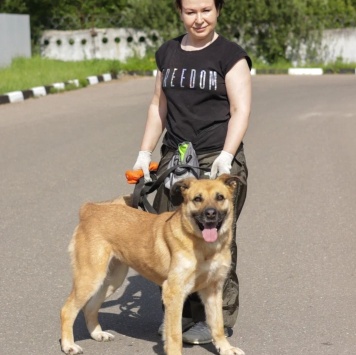 Собаки в добрые руки - Хана - 1