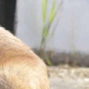 Собаки в добрые руки - Хана - 2