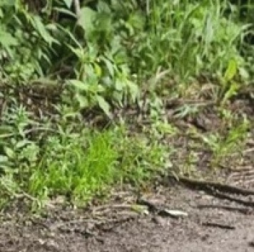 Собаки в добрые руки - Хана - 3