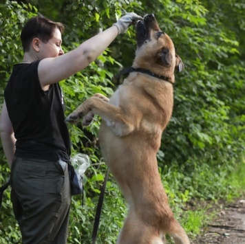 Собаки в добрые руки - Хана - 4