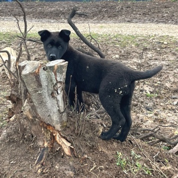 Собаки в добрые руки - Ночка
