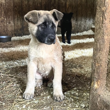 Собаки в добрые руки - Мишка
