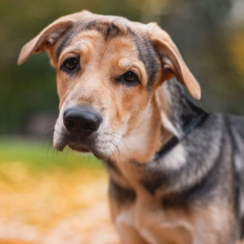 Собаки в добрые руки - Харт