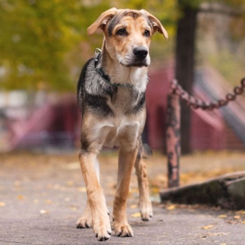 Собаки в добрые руки - Харт - 3