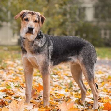 Собаки в добрые руки - Харт - 4