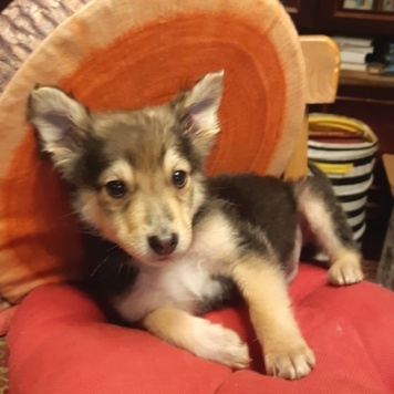 Рикки - Собаки в добрые руки