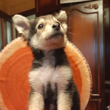 Собаки в добрые руки - Рикки - 1