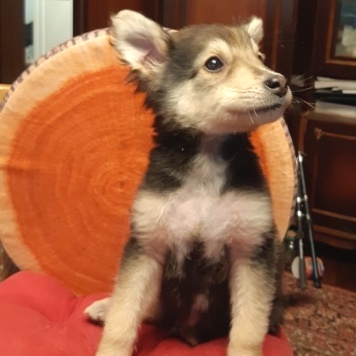 Собаки в добрые руки - Рикки - 2