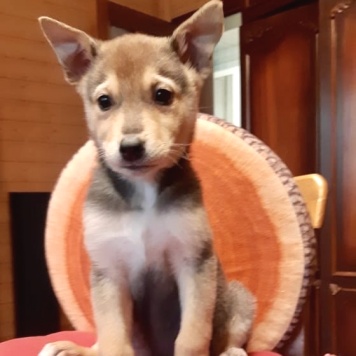 Собаки в добрые руки - Джуди