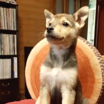 Собаки в добрые руки - Джуди - 1