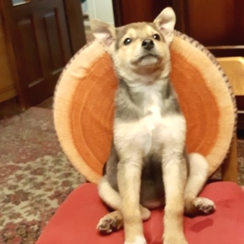 Собаки в добрые руки - Джуди - 2