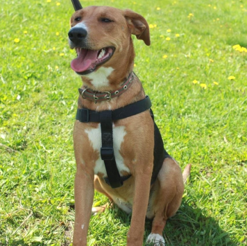 Собаки в добрые руки - Лика