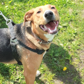 Собаки в добрые руки - Лика - 1